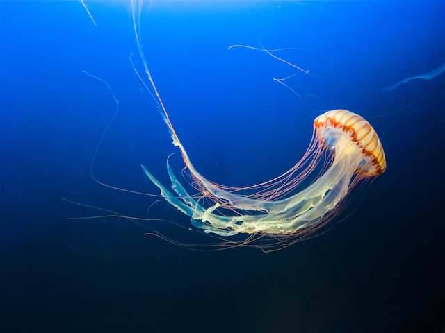 Picture of a jellyfish