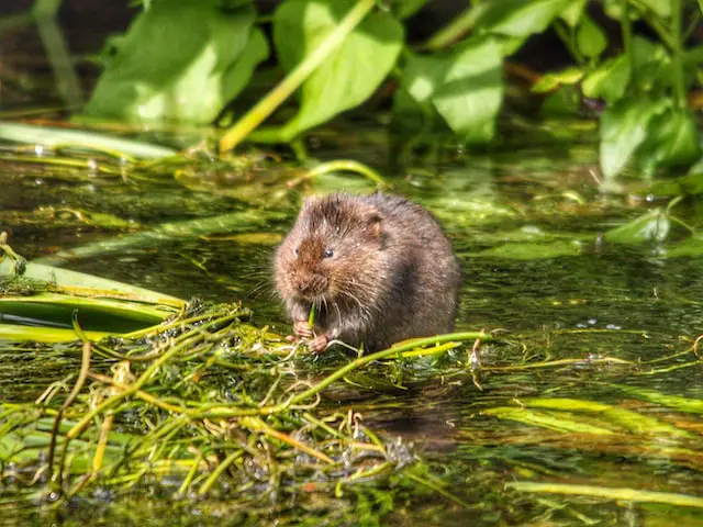Picture of a vole