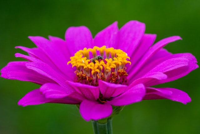 Picture of a zinnia 