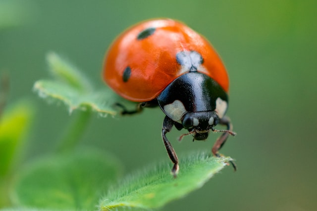picture of a red ladybug