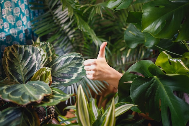 Picture of a hand making the "Thumbs Up" gesture 