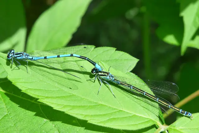 picture of two damselflies