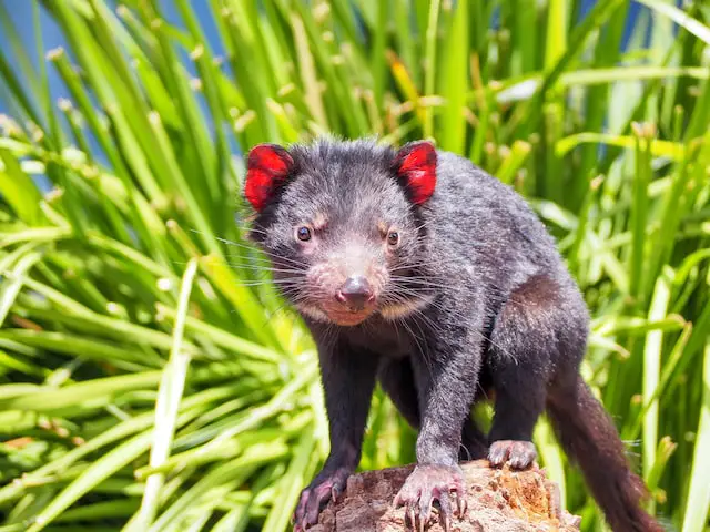 Picture of a Tasmanian devil 
