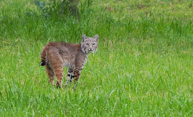Picture of a bobcat