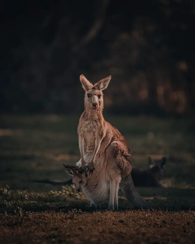 Picture of a kangaroo with her young kangaroo in her pouch