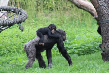 What is the difference between bonobos and chimpanzees? - Difference Digest