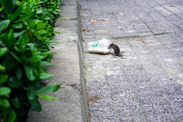 Picture of a mouse drinking from a leftover Starbucks can 