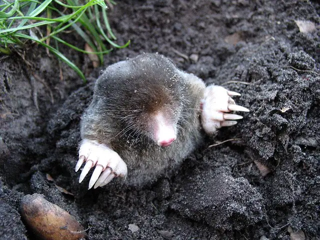 picture of a mole