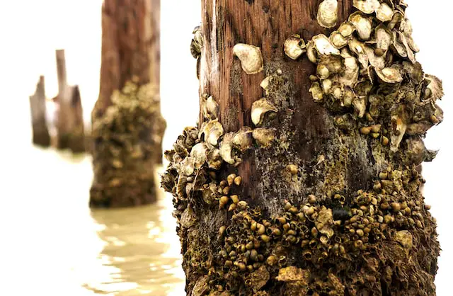 picture of barnacles