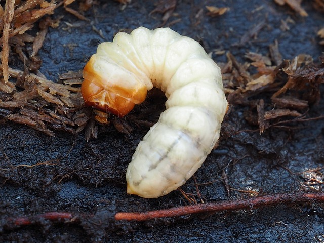 Picture of a grub
