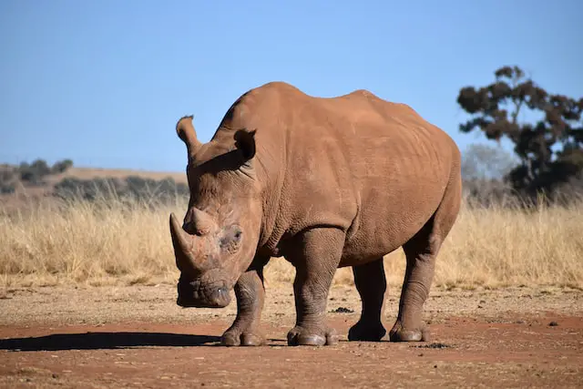 A picture of a rhinoceros 