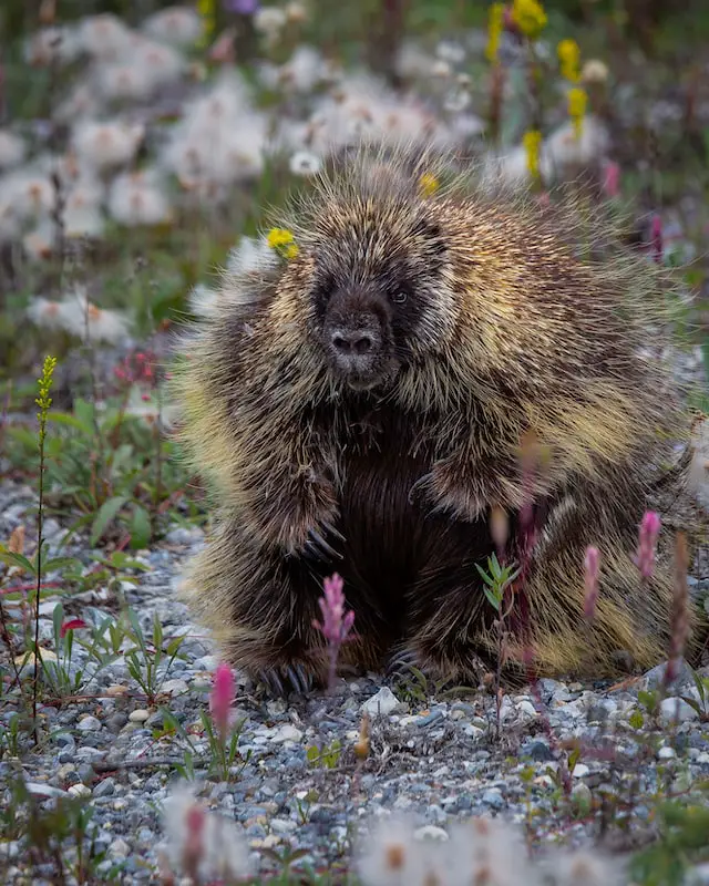 Picture of a porcupine 