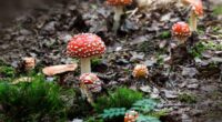 Picture of some red toadstools