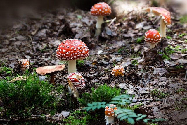 Picture of some red toadstools