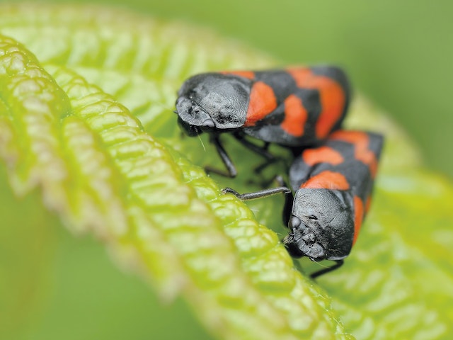 picture of two chinch bugs