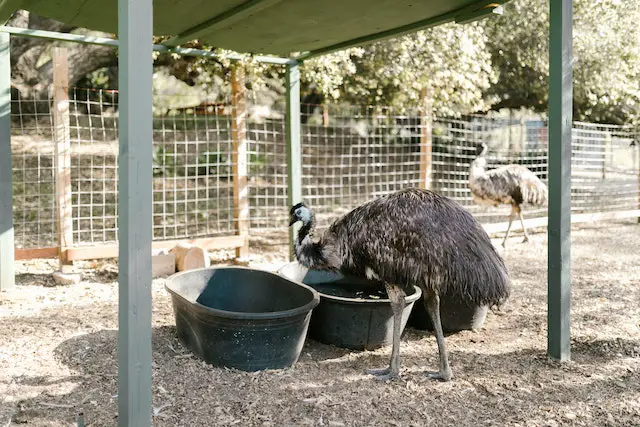 Picture of an Emu bird