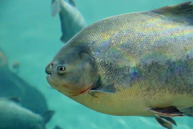 Picture of a pacu fish
