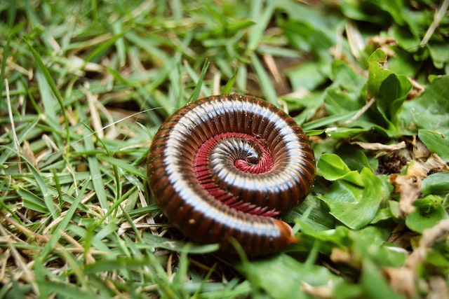 picture of a coiled milliped