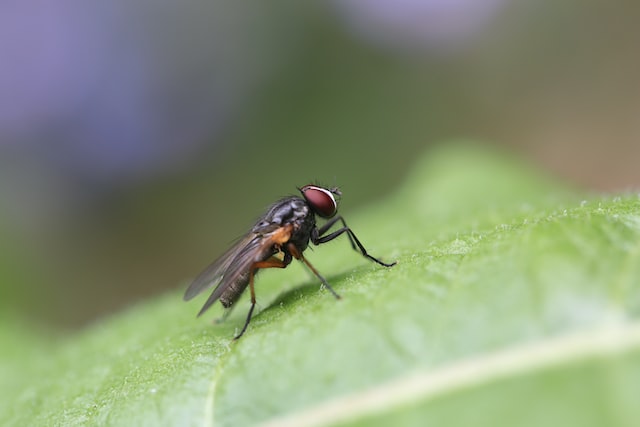 Picture of a house fly