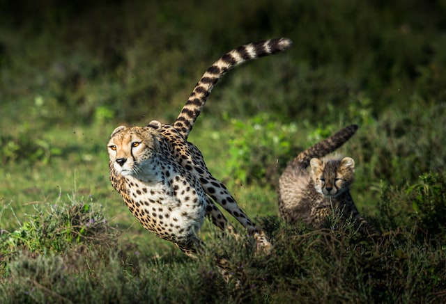Picture of two cheetahs running 