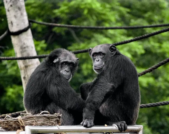 Picture of two chimpanzees 