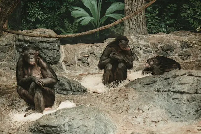 Picture of a group of bonobos 
