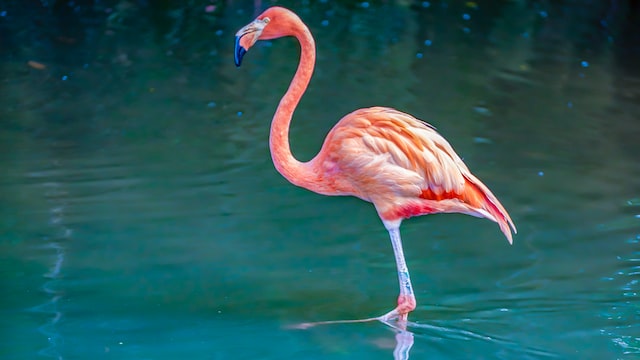 Picture of a flamingo 