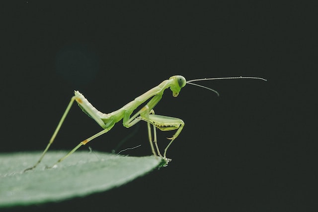 Picture of a mantis