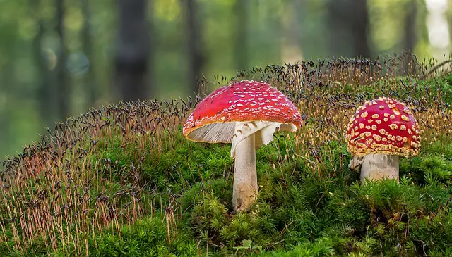 Picture of a red toadstool 