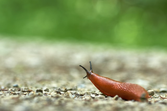 Picture of a slug