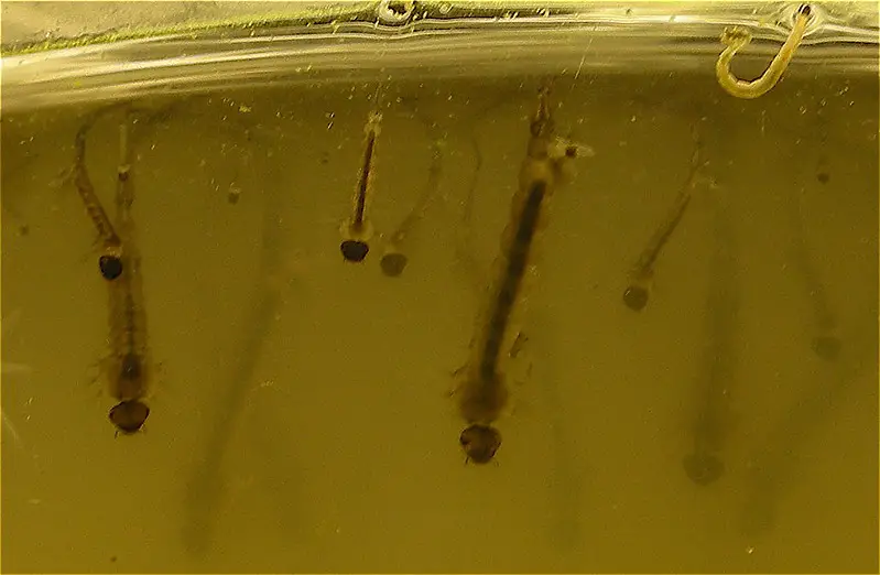 Picture of some mosquito larvae 