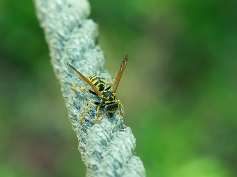 Picture of a wasp