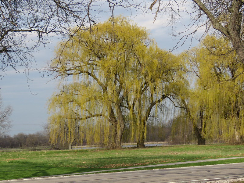 Picture of a willow tree