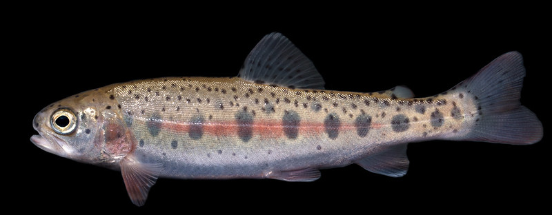 Picture of rainbow trout