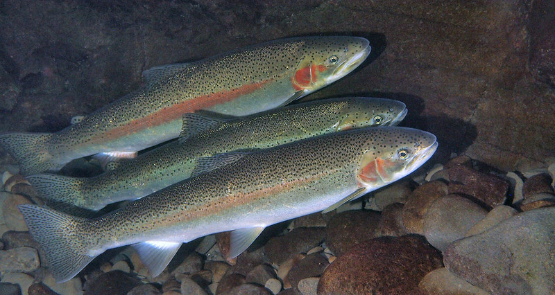 Picture of steelhead trout