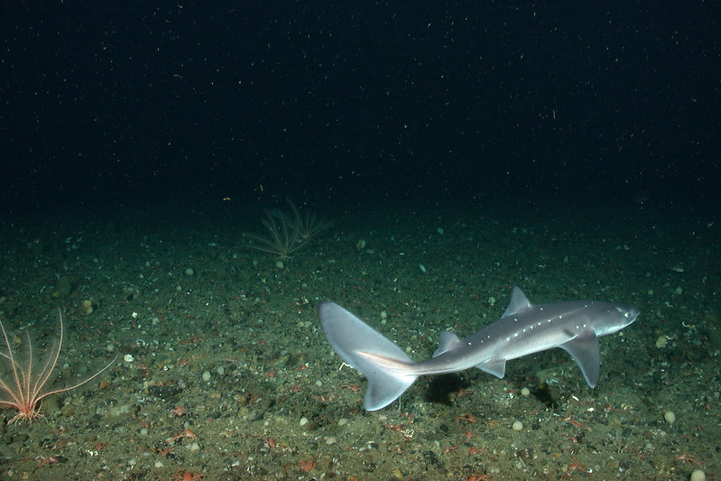 Picture of a dogfish