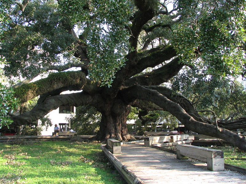 Picture of an oak tree