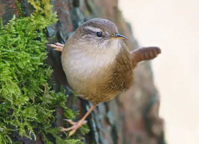 Picture of a wren