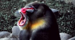 Picture of a monkey