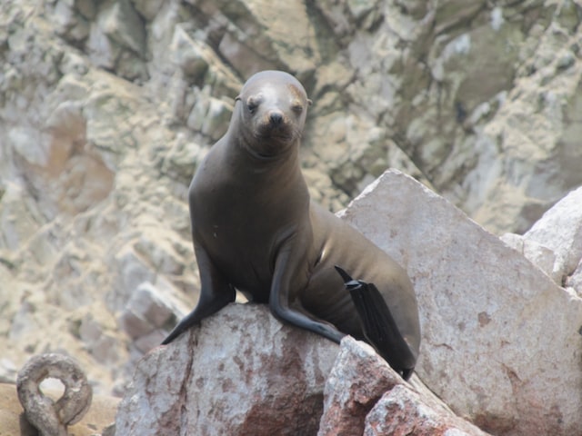 Picture of a sea lion