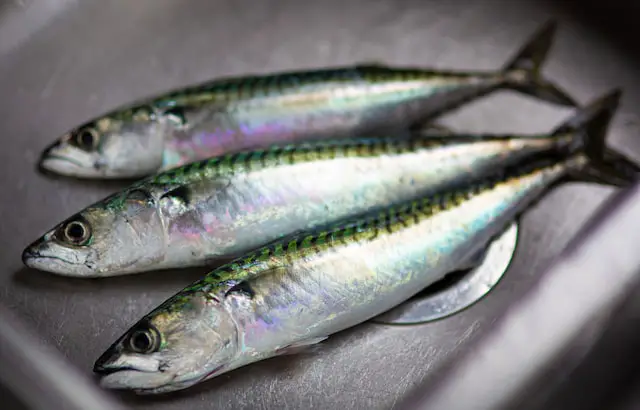 Picture of some mackerels 
