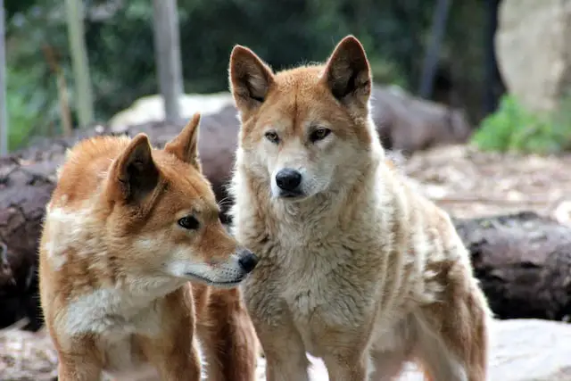 Picture of a dingo