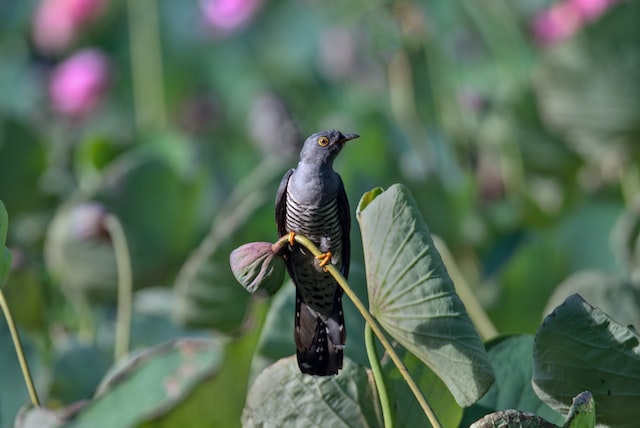 Picture of a cuckoo