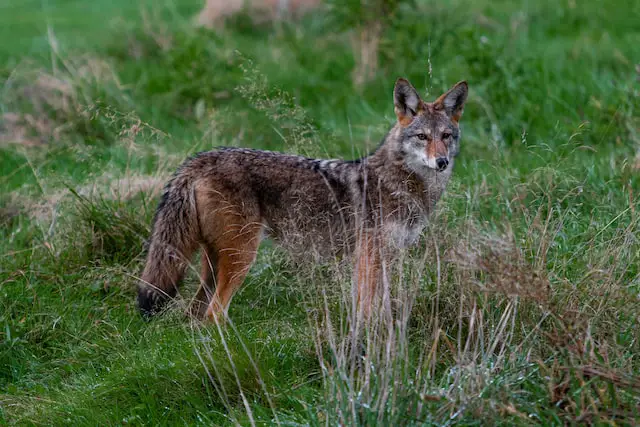 Picture of a cayote 