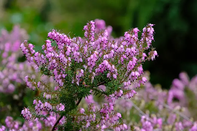 Picture of the heather plant