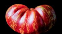 Picture of an heirloom tomato
