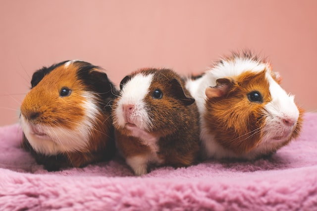 picture of three hamsters