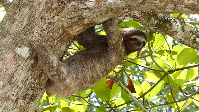 Picture of a sloth