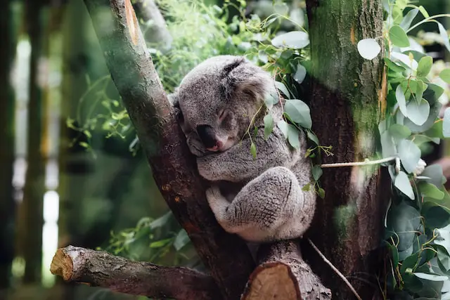 Picture of a koala 