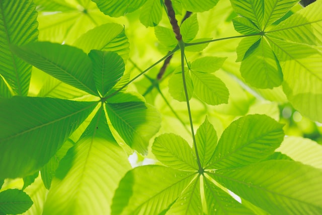 Picture of some refreshing green leaves 